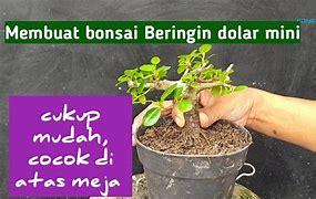 Bonsai Dolar Kecil